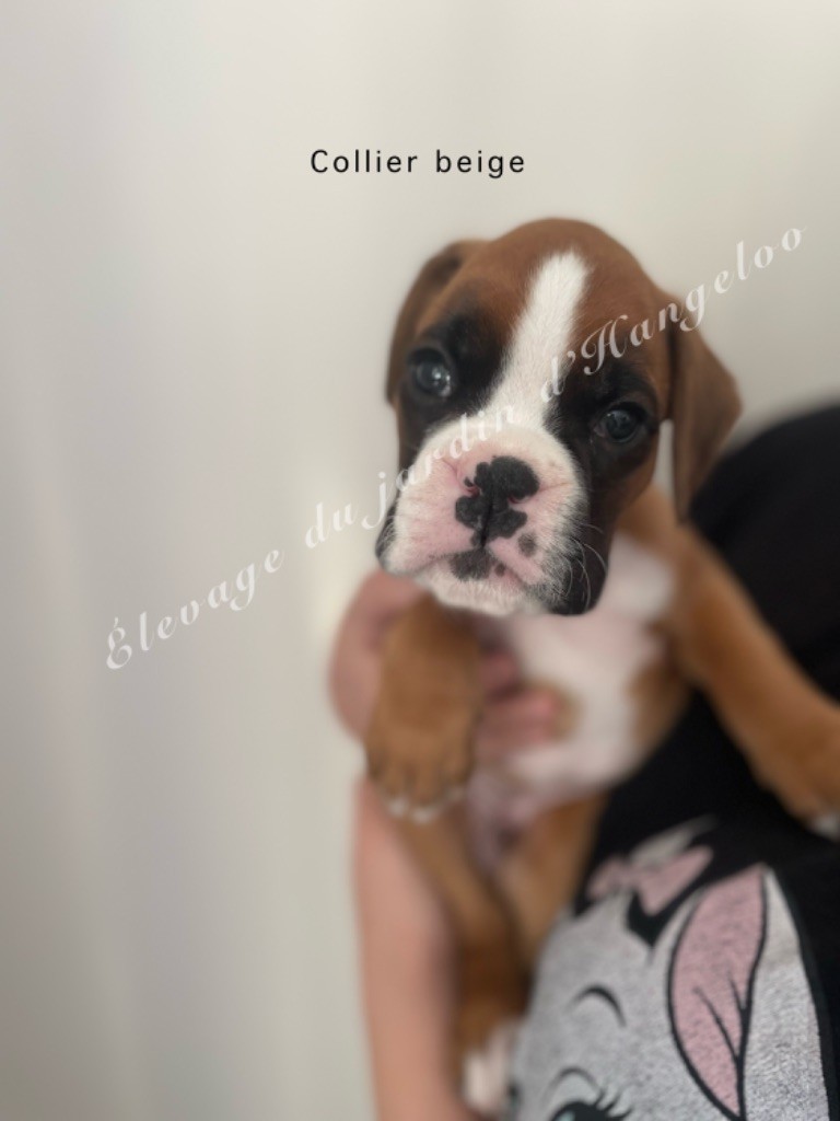 Du Jardin D’Hangeloo - Chiots disponibles - Boxer