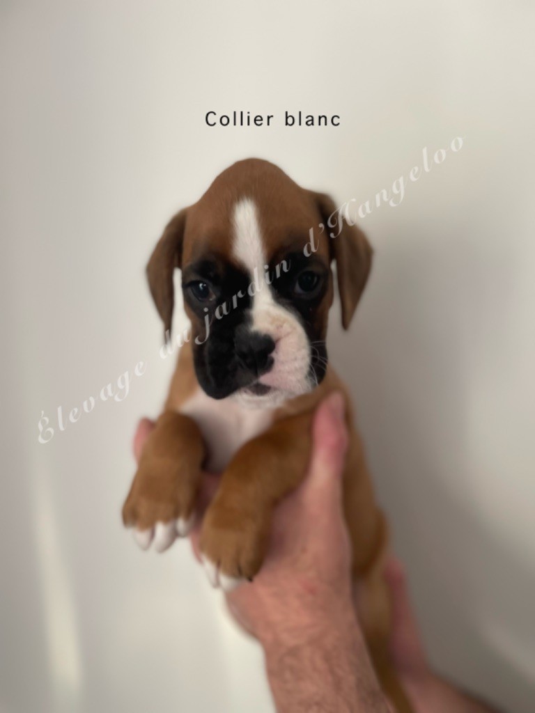 Du Jardin D’Hangeloo - Chiots disponibles - Boxer