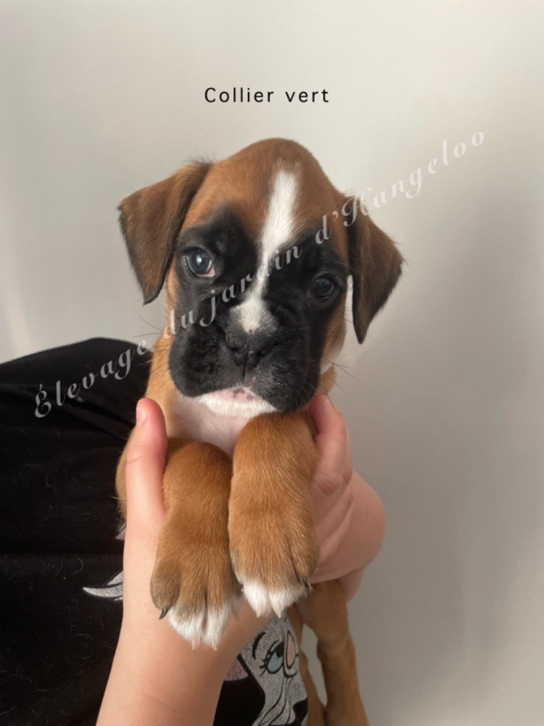 Du Jardin D’Hangeloo - Chiots disponibles - Boxer