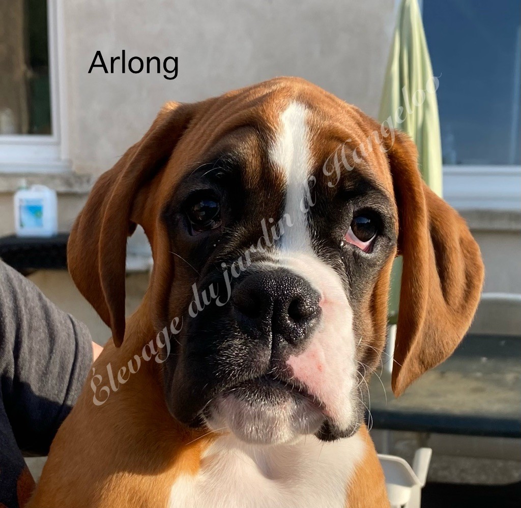 Du Jardin D’Hangeloo - Chiots disponibles - Boxer