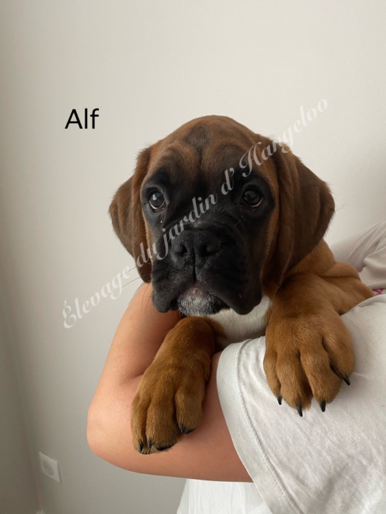 Du Jardin D’Hangeloo - Chiots disponibles - Boxer