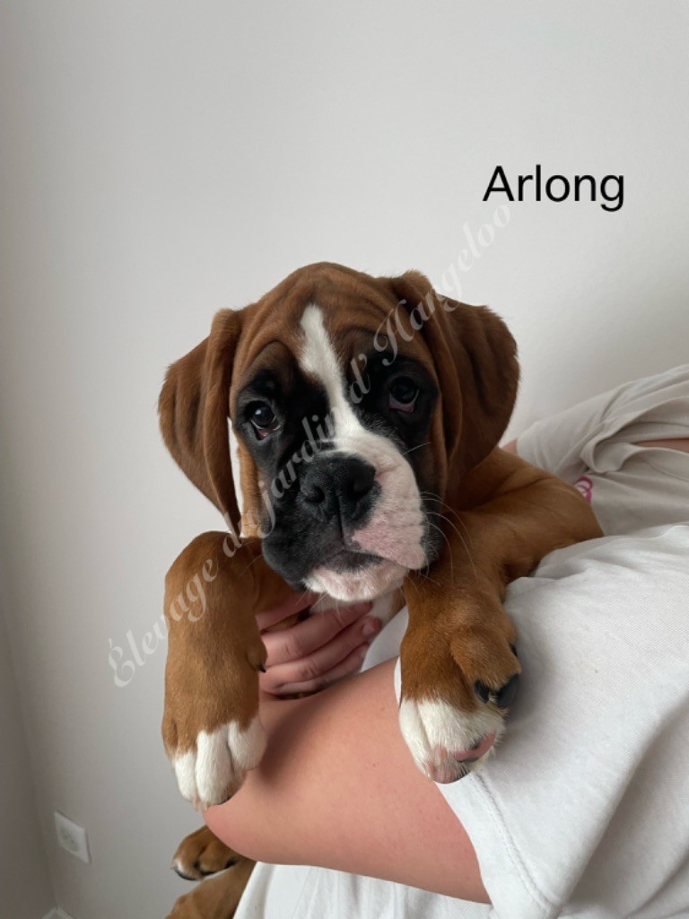 Du Jardin D’Hangeloo - Chiots disponibles - Boxer