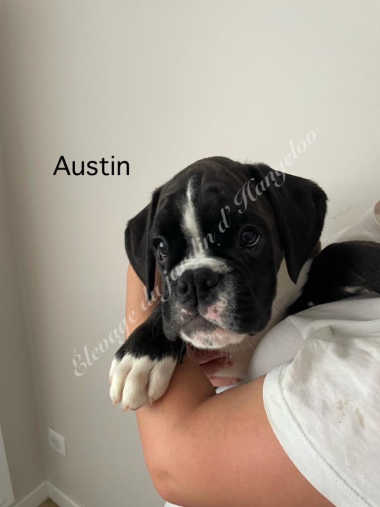 Du Jardin D’Hangeloo - Chiots disponibles - Boxer