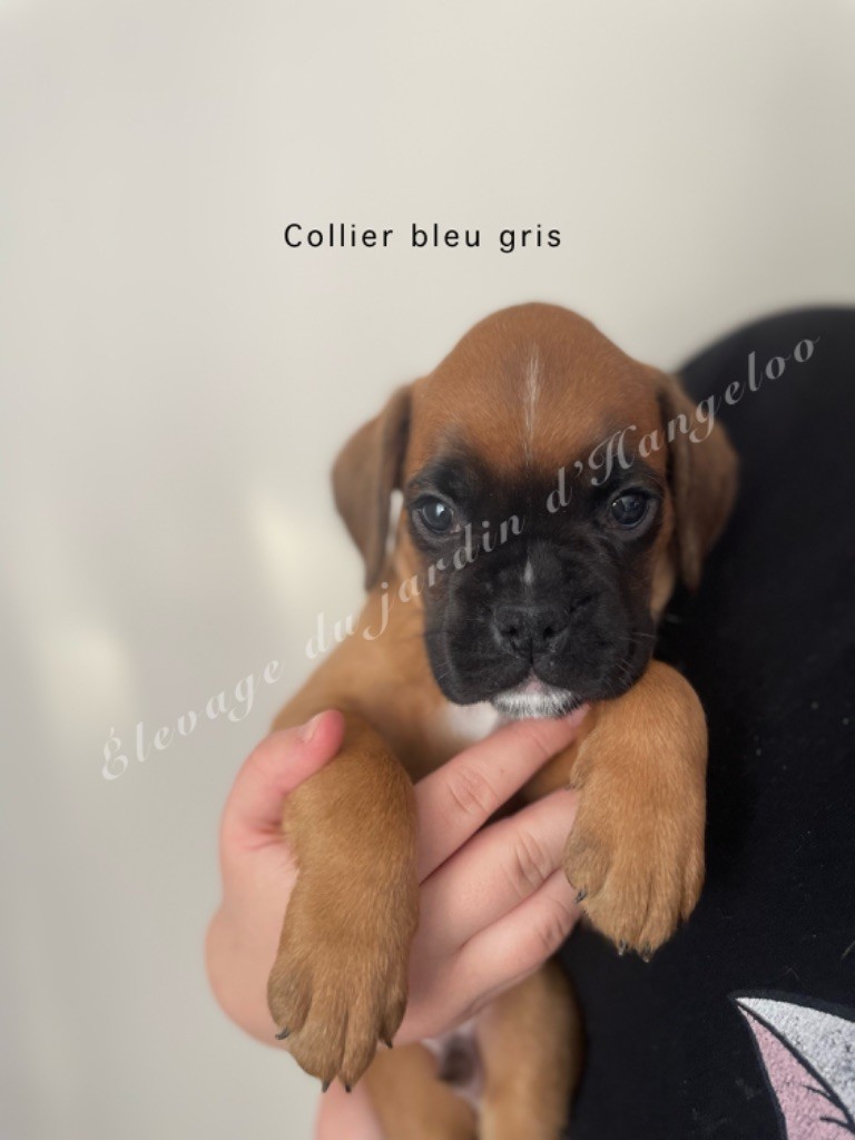 Du Jardin D’Hangeloo - Chiots disponibles - Boxer