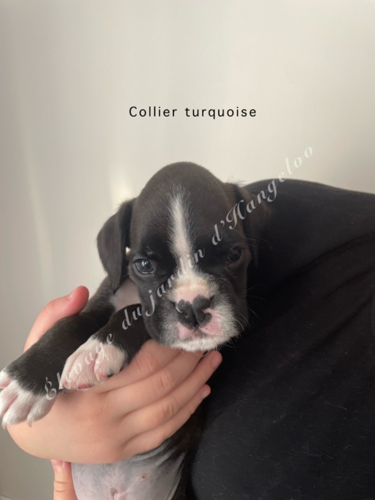 Du Jardin D’Hangeloo - Chiots disponibles - Boxer