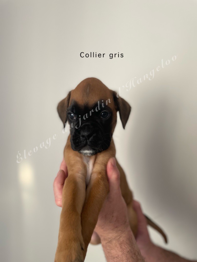 Du Jardin D’Hangeloo - Chiots disponibles - Boxer