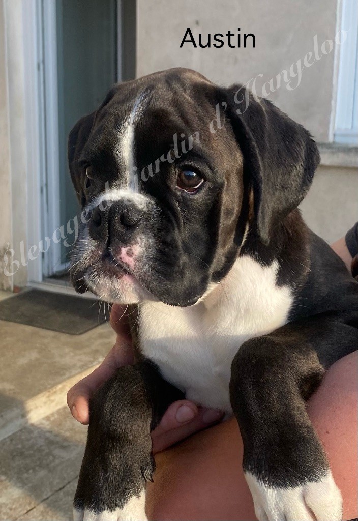 Du Jardin D’Hangeloo - Chiots disponibles - Boxer