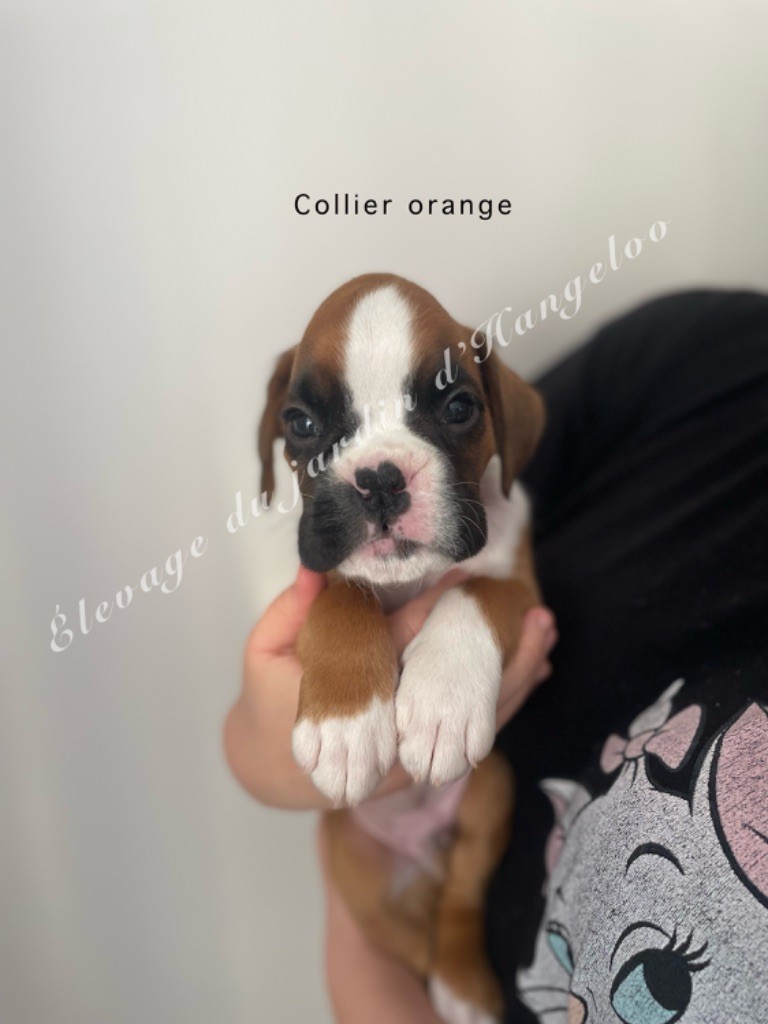 Du Jardin D’Hangeloo - Chiots disponibles - Boxer