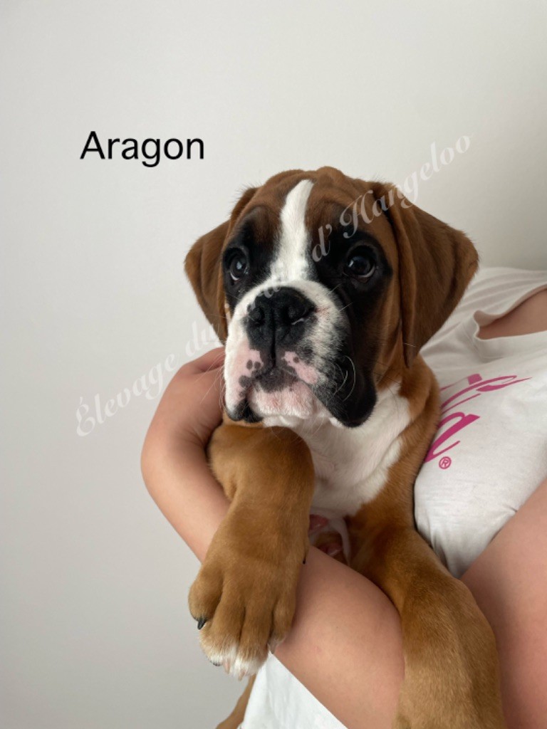 Du Jardin D’Hangeloo - Chiots disponibles - Boxer