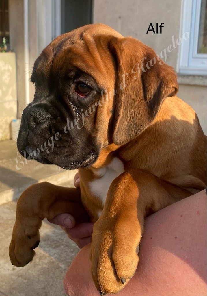 Du Jardin D’Hangeloo - Chiots disponibles - Boxer